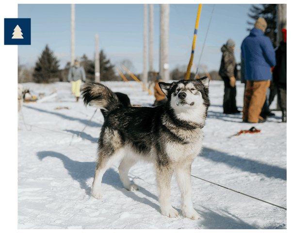 sled dog in outdoor activity